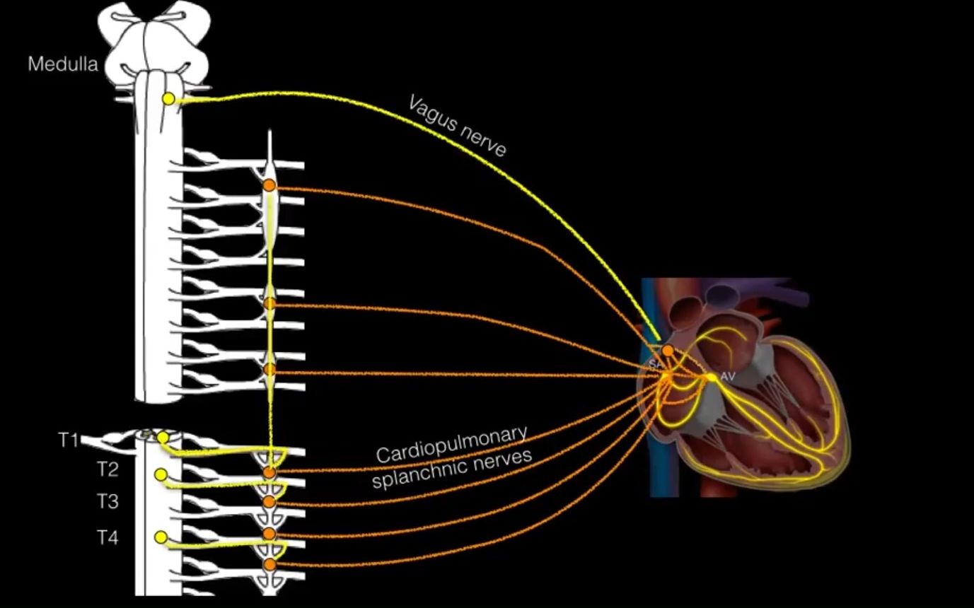【心血管系统解剖学】心脏神经分布 | 自主神经系统对心脏活动的调节 Autonomic Nervous System | 交感神经 副交感神经哔哩哔哩bilibili