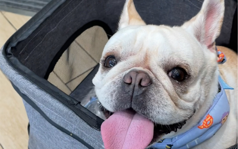 带着饭桶进城辣 陪吃饭的工具桶又双叕上线了哇_哔哩哔哩_bilibili