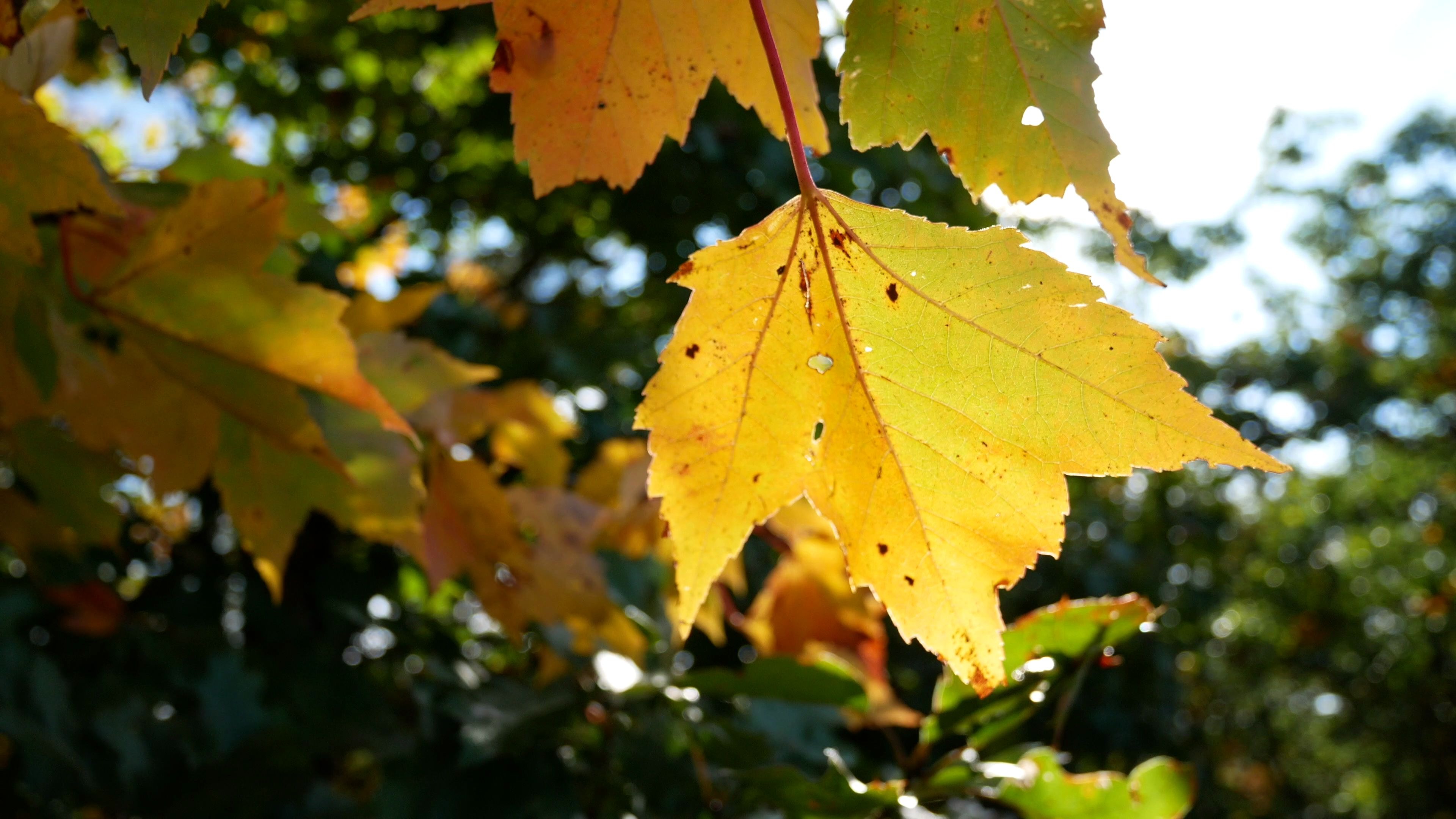 [图](4K)阳光下的秋枫叶镜头(Autumn Maple Leaf in Sunlight Footage)