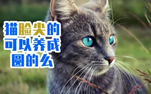 猫脸尖的可以养成圆的么