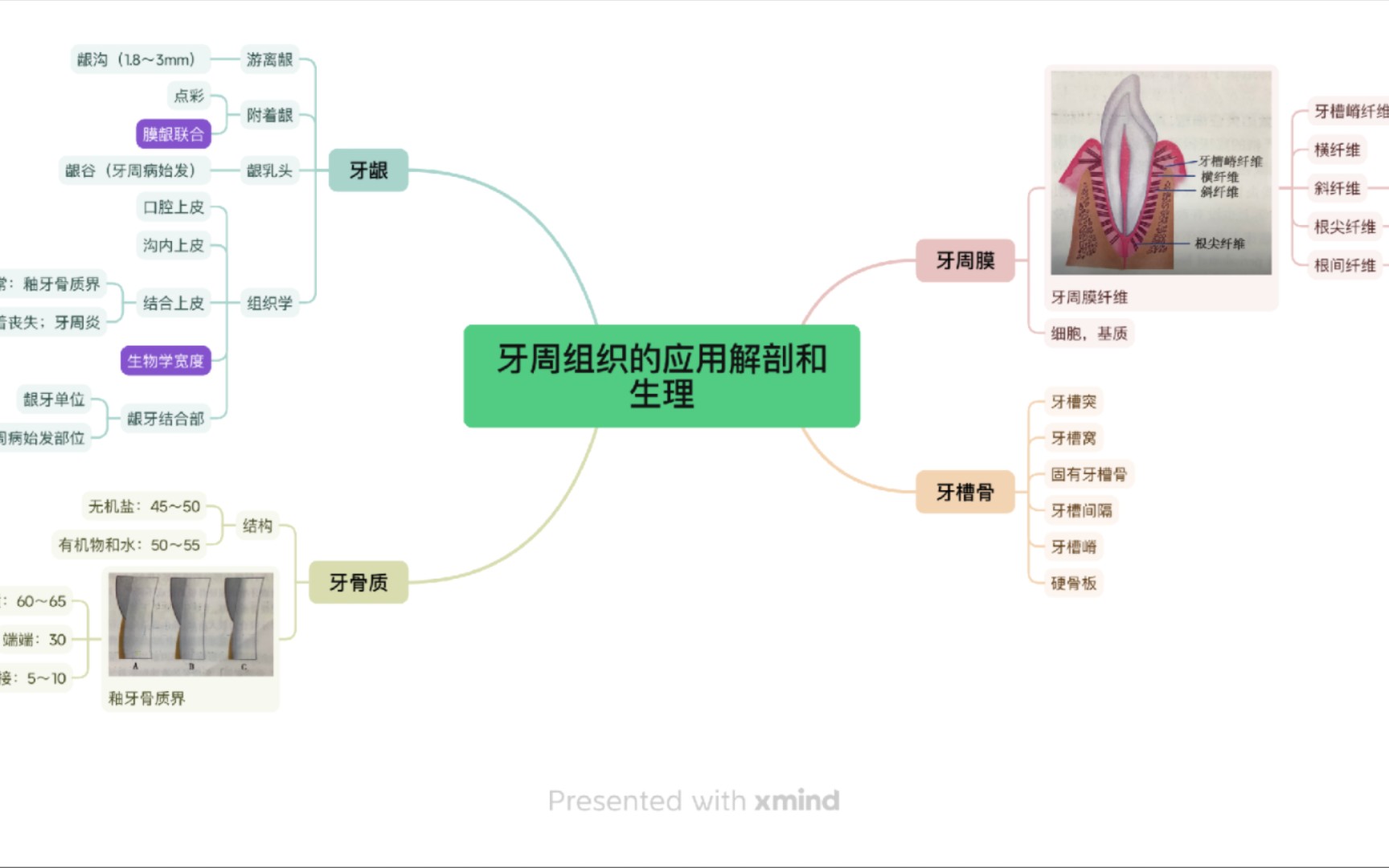 【口腔考研经验分享】牙周病学之牙周组织的解剖生理哔哩哔哩bilibili