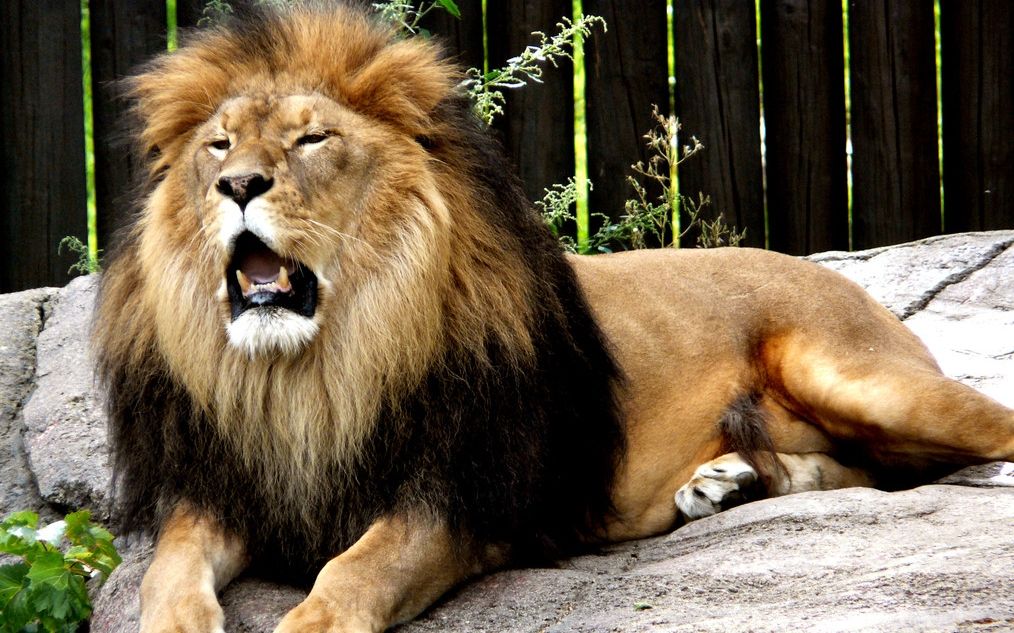 德扬动物园肥壮的狮子