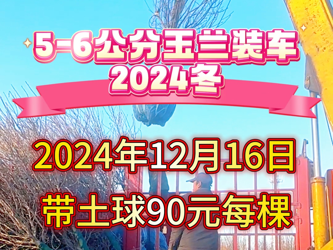 2024年12月16号5公分玉兰装车价格保定本地玉兰产地哔哩哔哩bilibili