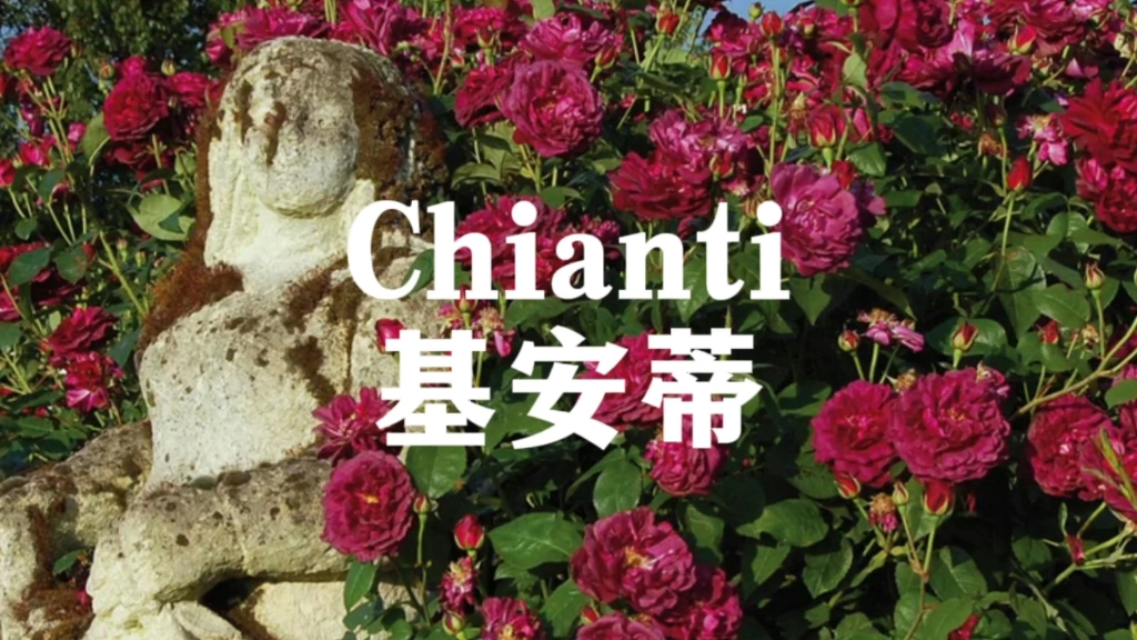 奥斯汀暗红色系奠基者:Chianti月季的故事哔哩哔哩bilibili