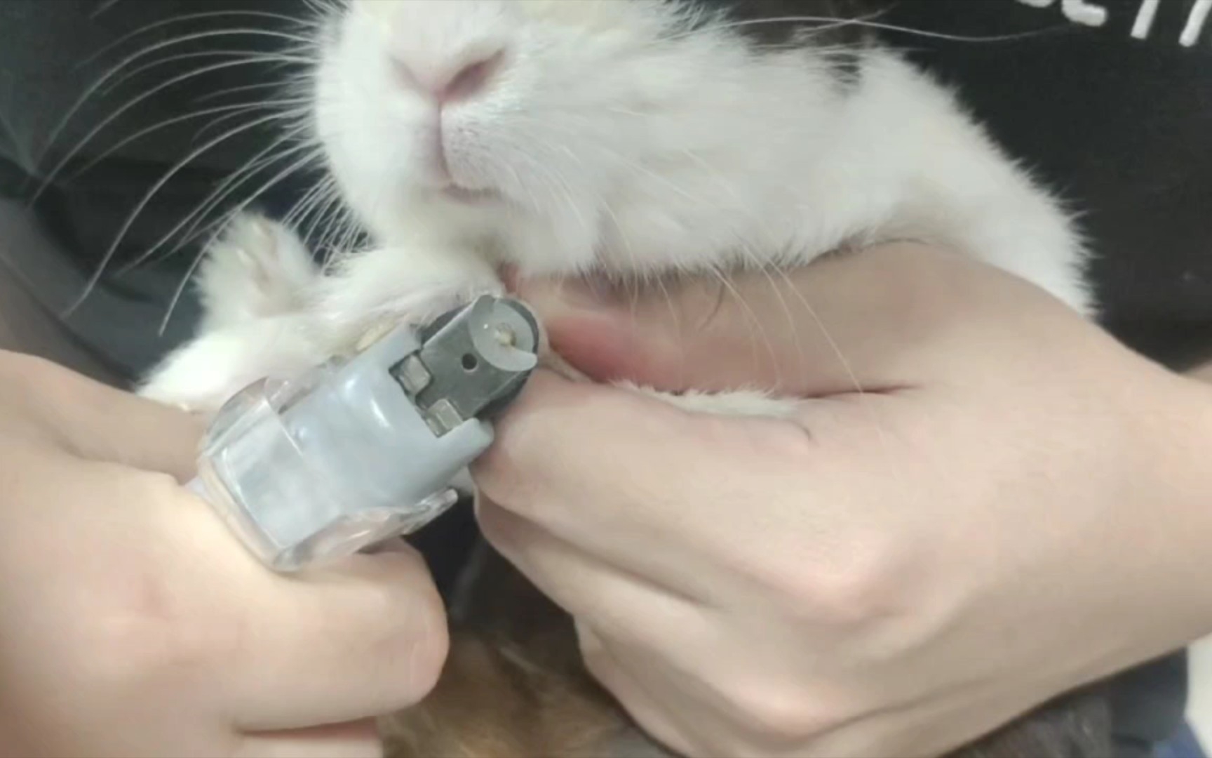 【侏儒兔】剪指甲要乖乖的