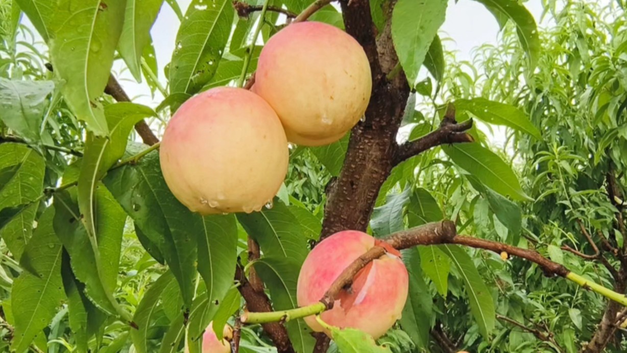 白玉蜂蜜油桃,9月成熟,外观着色美、果个适中、含糖高桃味足,香甜中透露着蜂蜜味道,特色明显.哔哩哔哩bilibili