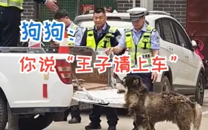 Download Video: 民警安置流浪的阿拉斯加犬，结果狗狗不愿坐车斗只肯坐车里，网友：它可能要你说“王子请上车”