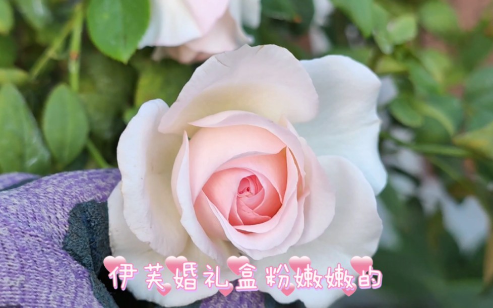 伊芙婚礼盒月季‖萌化人心