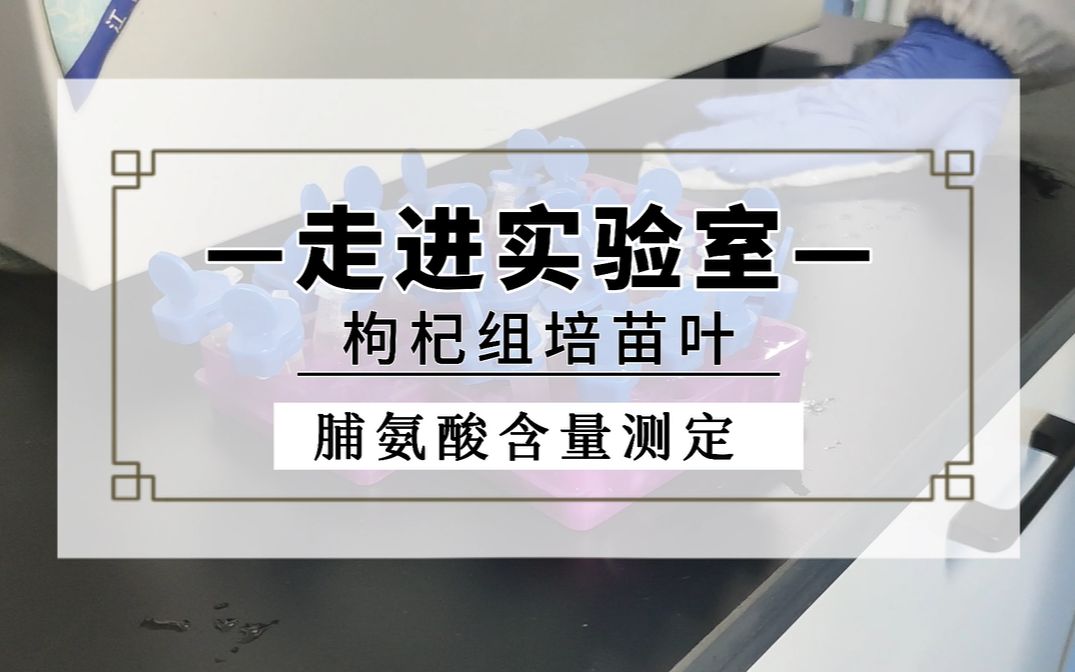 枸杞组培苗叶中脯氨酸含量测定哔哩哔哩bilibili