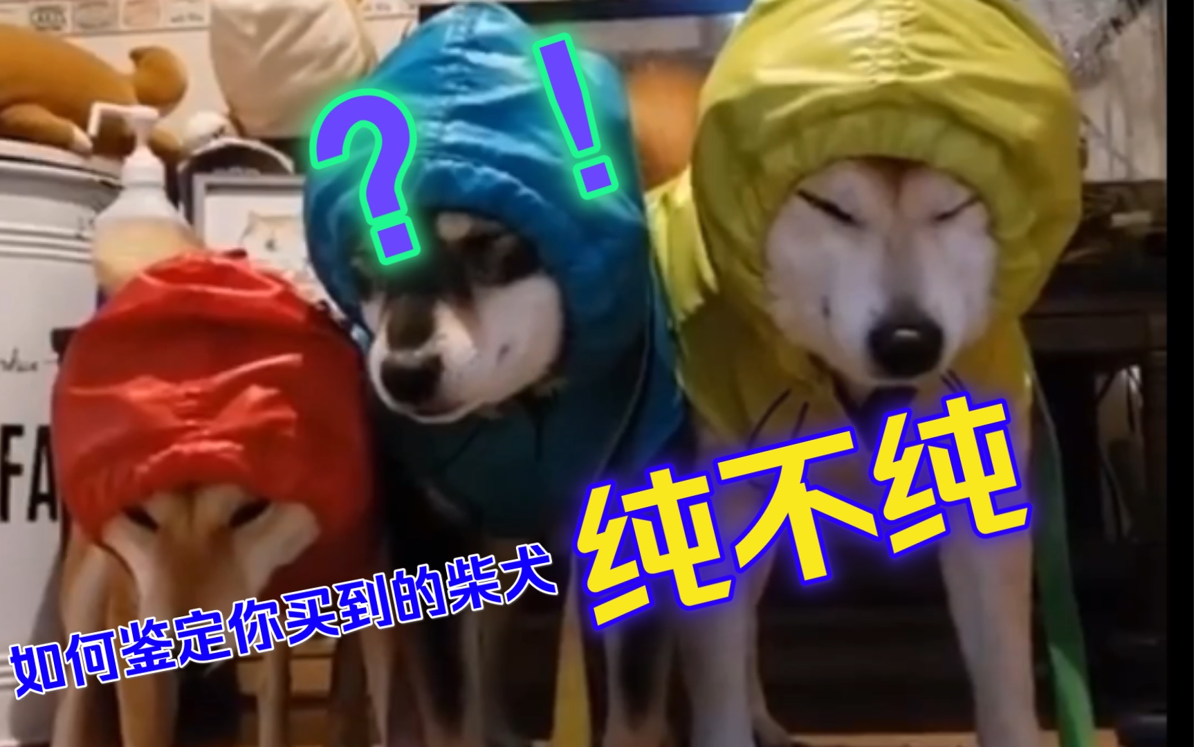 [图]【柴犬】如何鉴定你买到的柴犬纯不纯？柴犬鉴定 | 柴犬咨询 | 柴犬入手