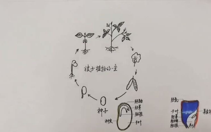 3.1五分钟思维导图复习被子植物的一生哔哩哔哩bilibili