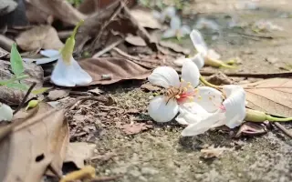 梧桐山下凤凰花开 搜索结果 哔哩哔哩 Bilibili