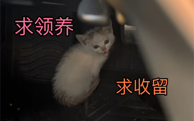 小奶猫求收养(坐标扬州)哔哩哔哩bilibili