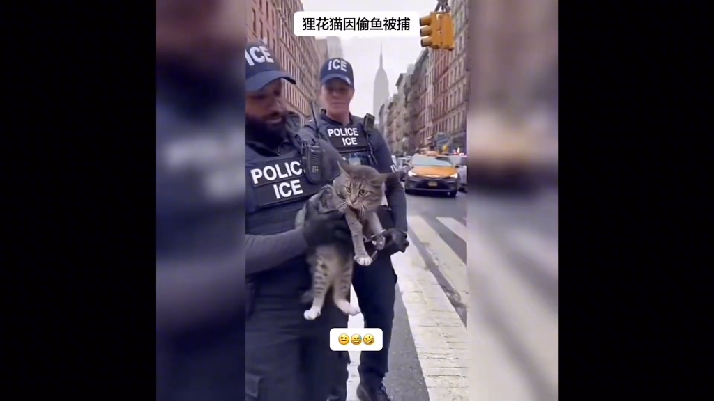 狸花猫因太会偷鱼在国外被捕了,戴上手铐瞬间把我笑疯了!哈哈哈