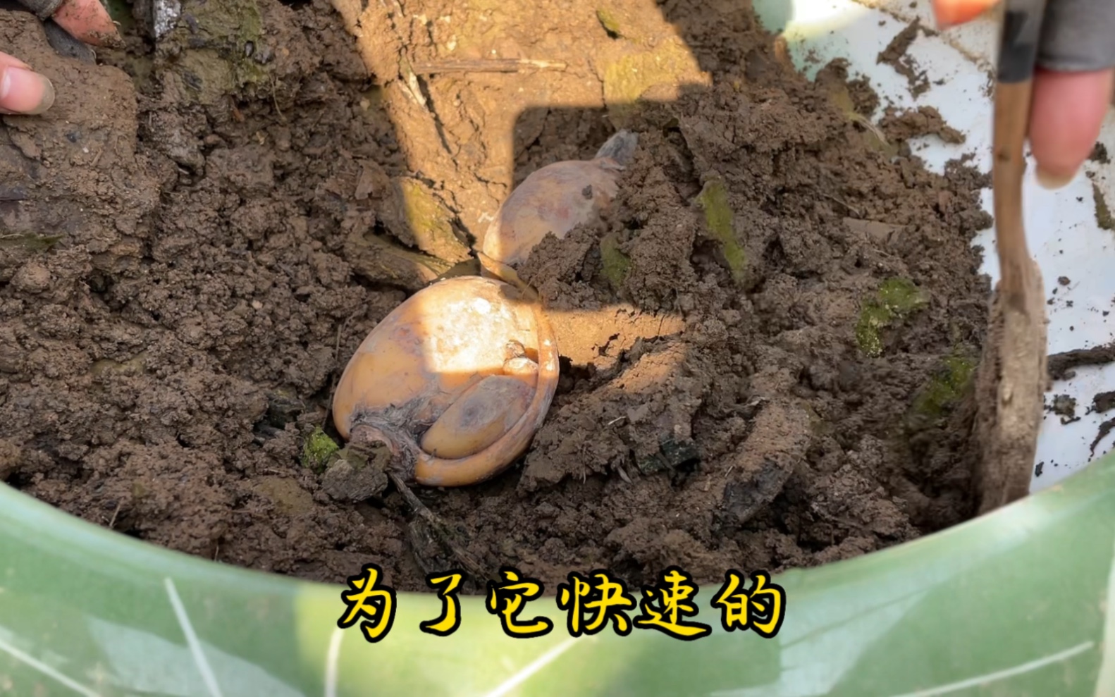 家庭种植莲藕如何栽种出芽快,方法简单一看就会,水生植物好养护哔哩哔哩bilibili