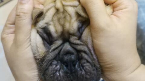 法国斗牛犬 法牛小奶狗被玩弄日常 哔哩哔哩 Bilibili 法国斗牛犬 法牛小奶狗被玩弄日常 哔哩哔哩 Bilibili