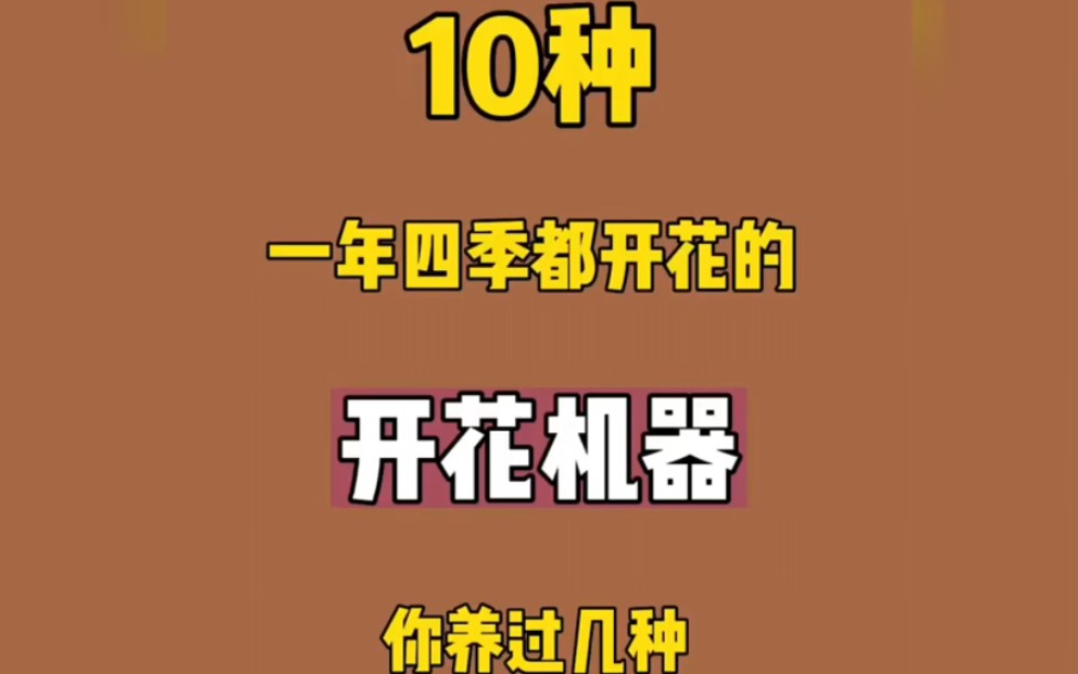 十种一年四季都开花的绿植你养过几种哔哩哔哩bilibili