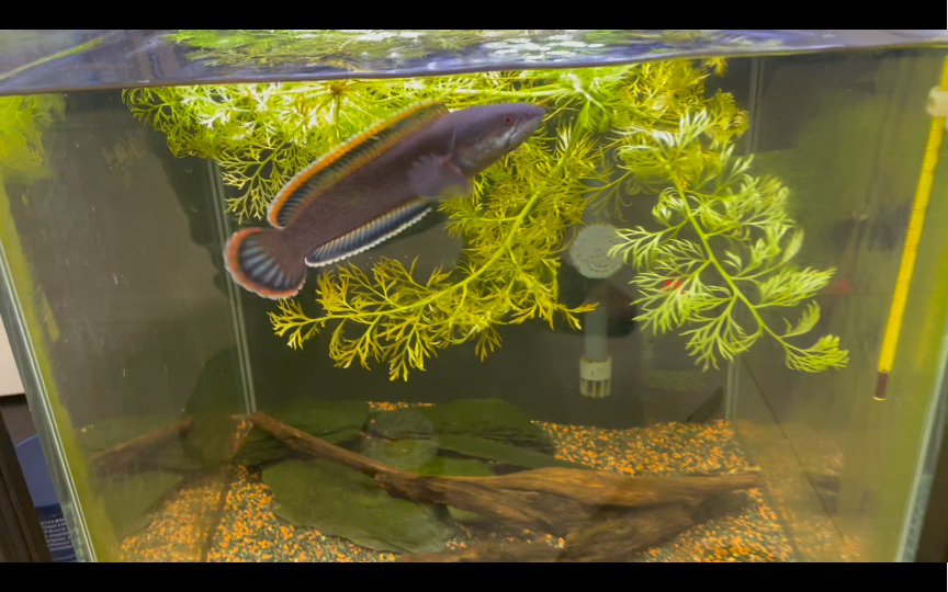 火背雷龙到家3个月了