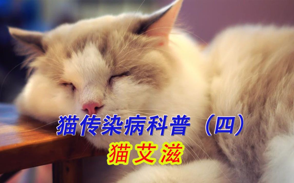 猫咪传染病之猫艾滋哔哩哔哩bilibili