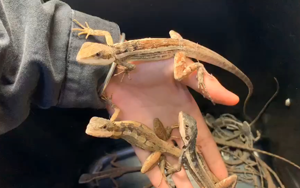 白唇水龙 断货已久成体60cm的水龙 非保育又便宜