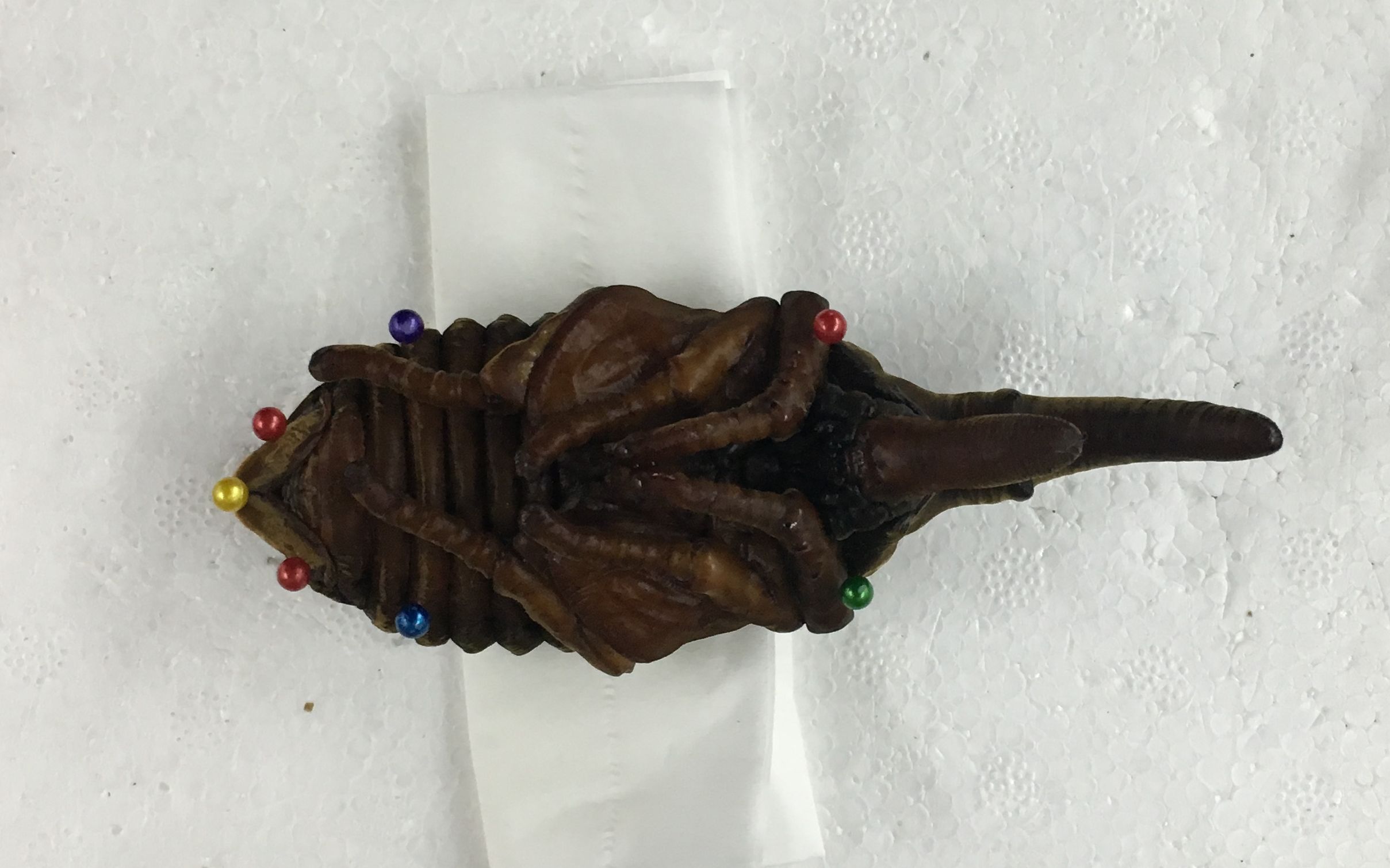 【重口慎入】长戟大兜蛹的标本制作