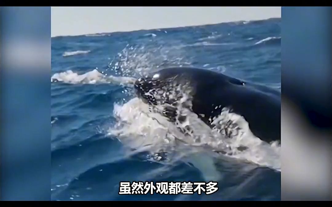 凶猛的虎鲸,在人类眼里却是个傻白甜,称为海洋里的哈士奇