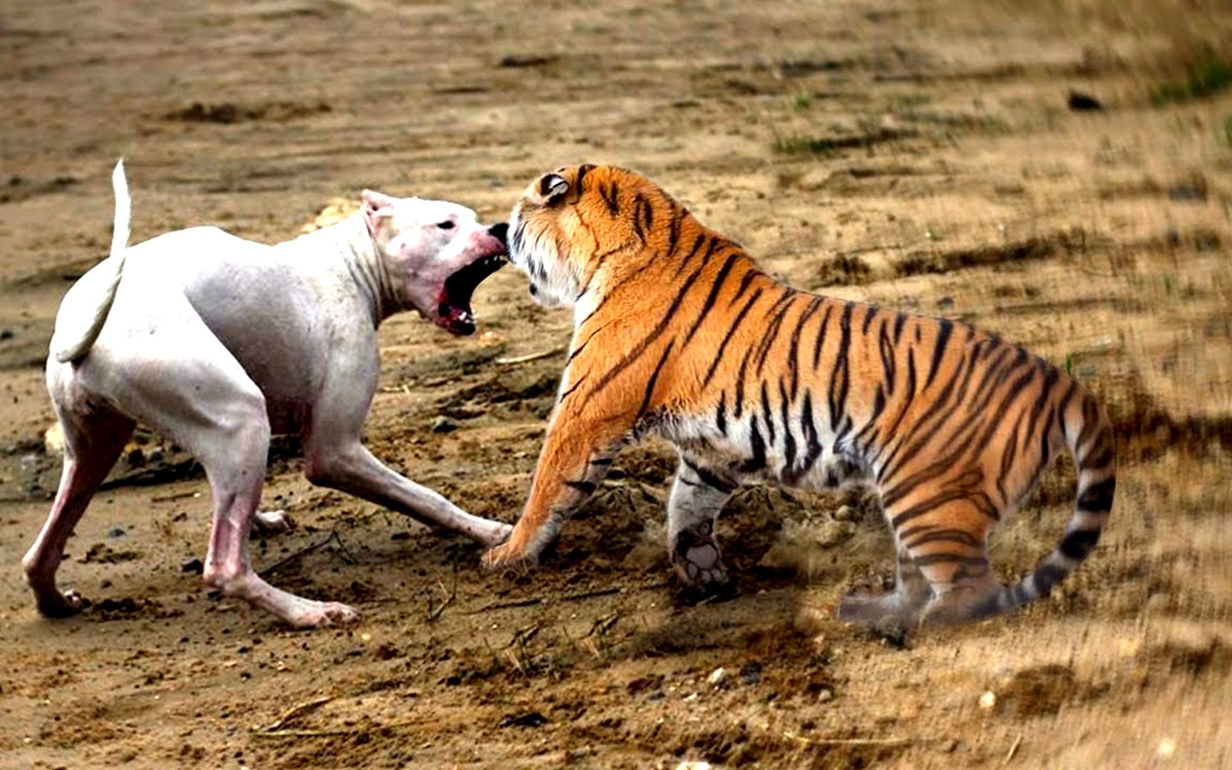 比特犬挑衅老虎却被老虎一招锁喉送其归西老虎哪来的自信