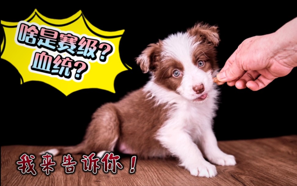 什么是赛级犬?什么是血统犬?什么叫纯与不纯?同种类狗狗之间为何价格差如此之大?面对各种不同狗狗以及巨大的价格差,个人选狗究竟该怎么选?本期...