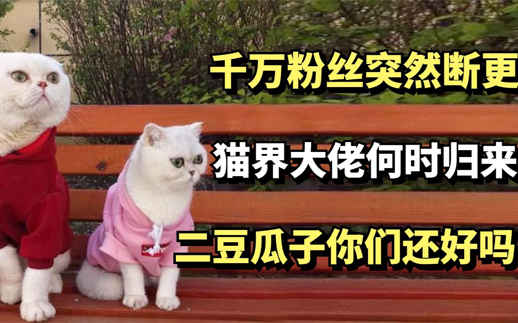 二豆瓜子你们还好吗?_哔哩哔哩_bilibili