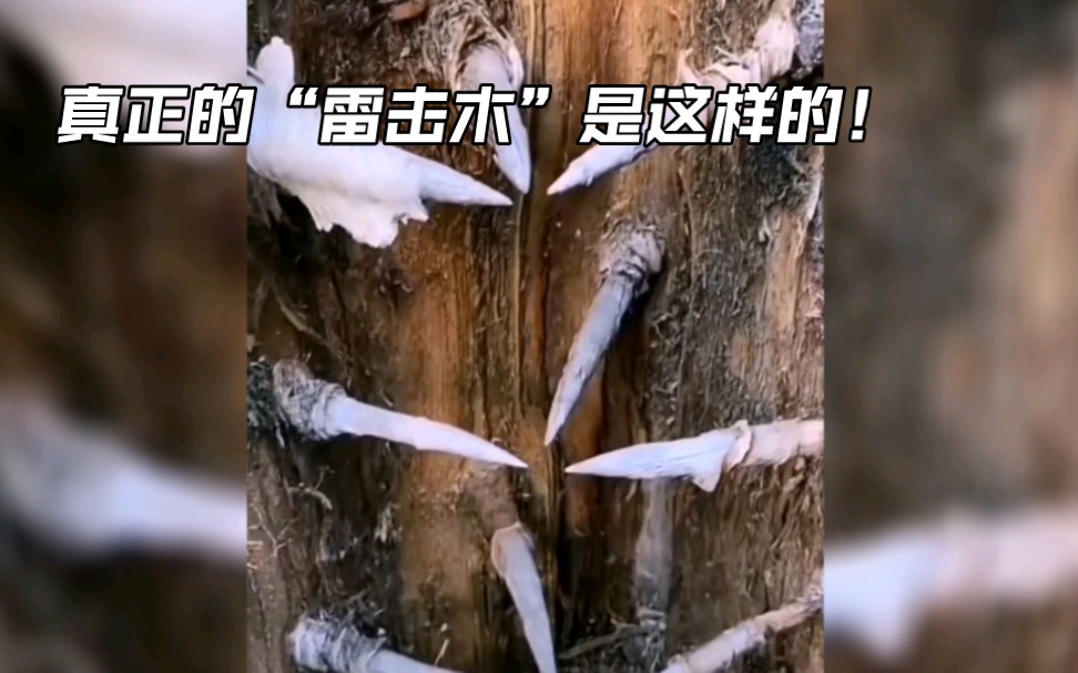 真正的“雷击木”原来这么可怕!镜头记录不可思议的画面!哔哩哔哩bilibili