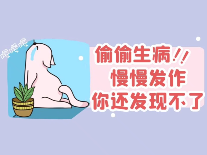 猫慢性胰腺炎2.1哔哩哔哩bilibili