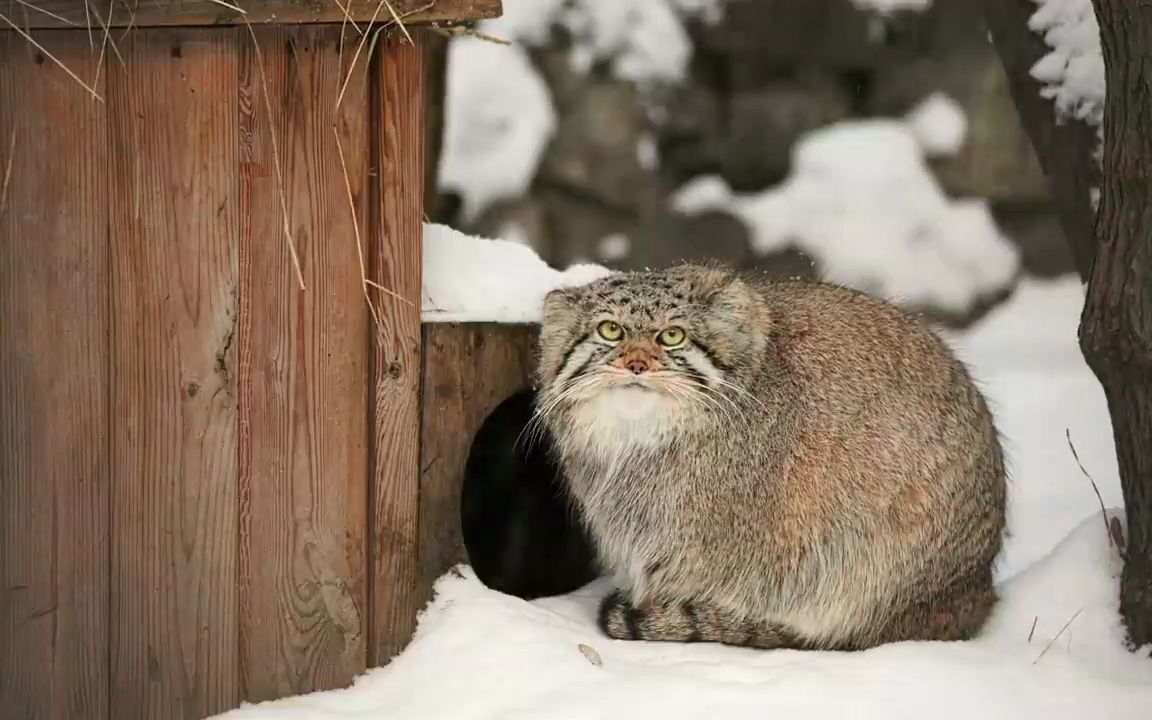【兔狲】兔狲小可爱在雪地玩耍!