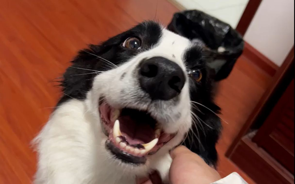 哈仔十一 2021年12月23日 直播回放_哔哩哔哩_bilibili