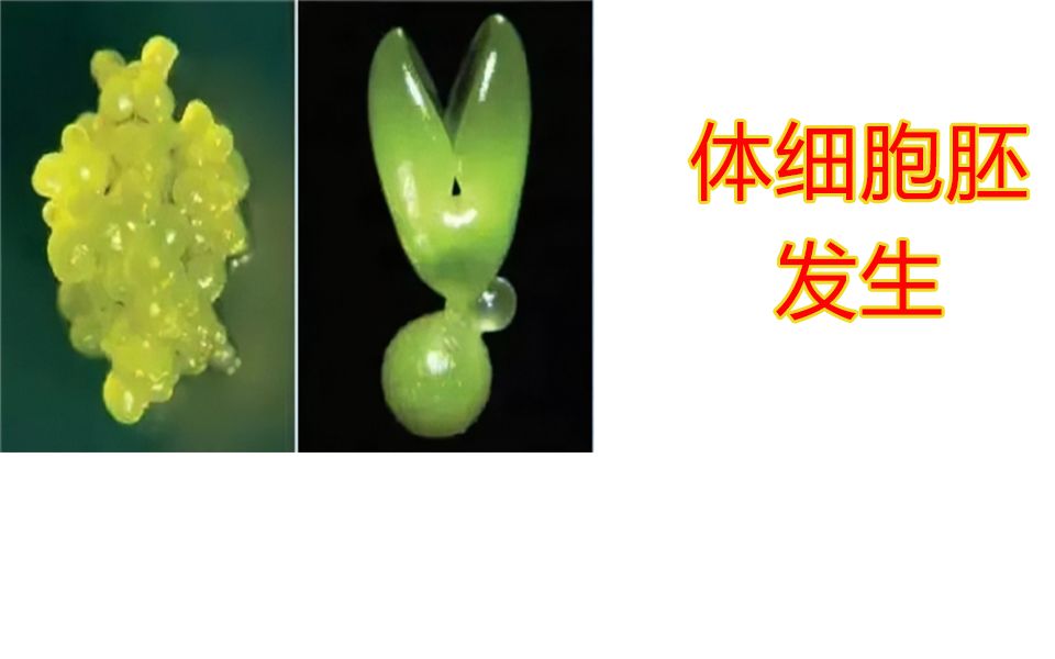 [图]【实验】植物组织培养体细胞胚胎发生