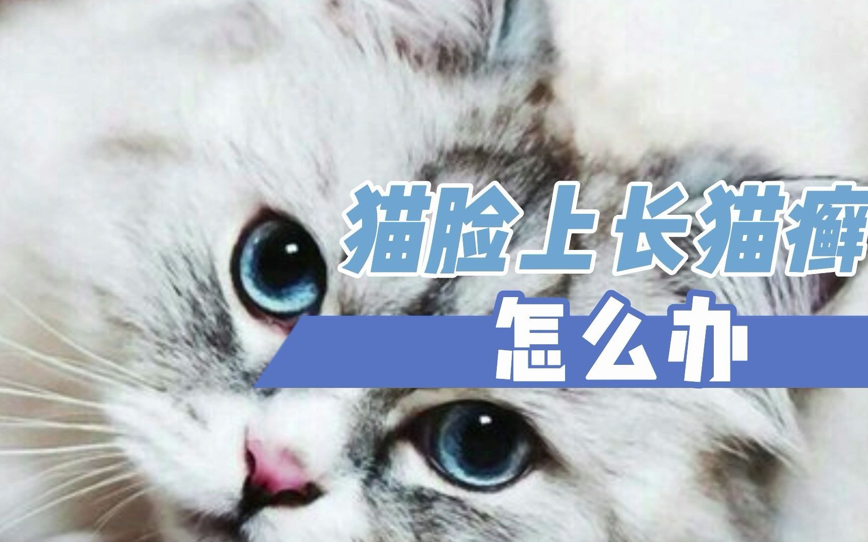 猫脸上长猫癣怎么办哔哩哔哩bilibili