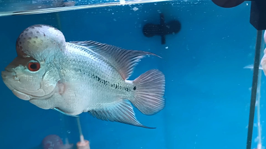 13厘米左右的满银罗汉,干活不多,头非常nice,320米加运费