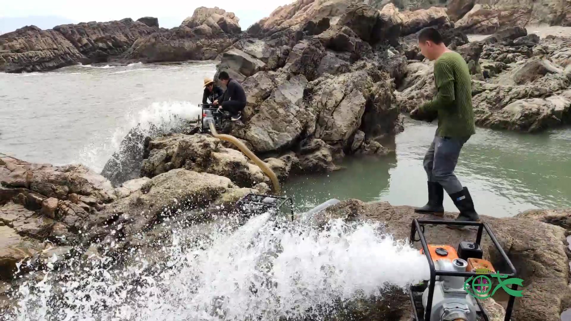 二十多人一起赶海抽干海边巨坑,一眼望去底下密密麻麻都是鱼