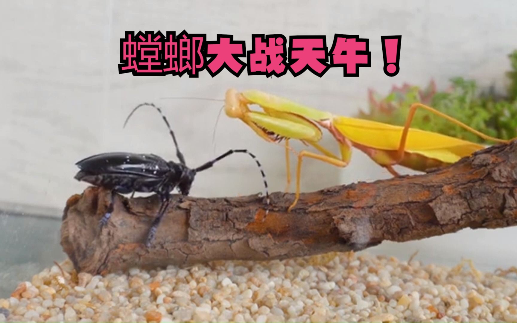 虫皇帝螳螂虾vs大田鳖图片