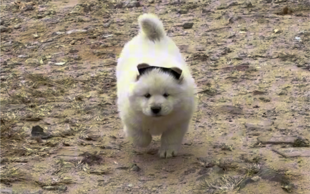 中华田园犬之白土松熊犬,白土松熊犬,最适合做陪伴的犬