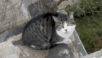 上去下不来的两个大聪明