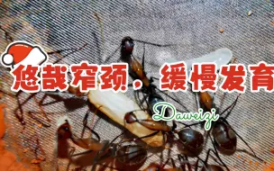 Download Video: 【大蚊子养蚂蚁】冬季窄颈，缓慢发育