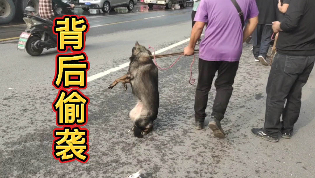马犬被铁夹子从背后偷袭,亮哥惊出一身冷汗