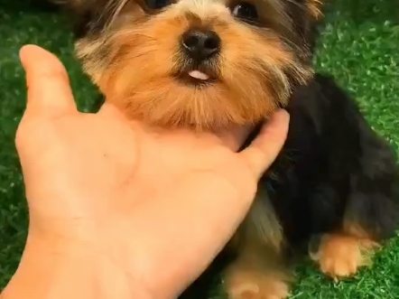 约克夏有多可爱!