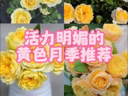 Video herunterladen: 【惠惠的花园】活力又明媚的黄色系月季推荐，每一款都超好看，评论区留下你喜欢的品种吧