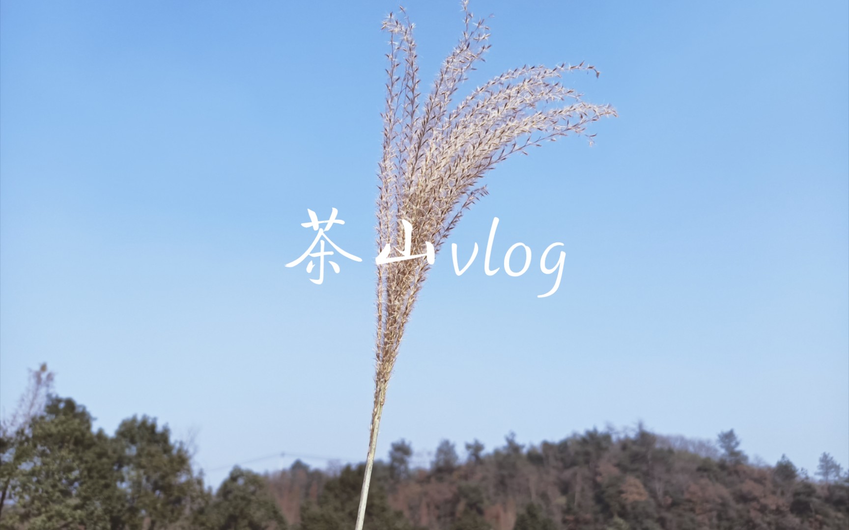 【茶山vlog】一次冬日茶山游~哔哩哔哩bilibili