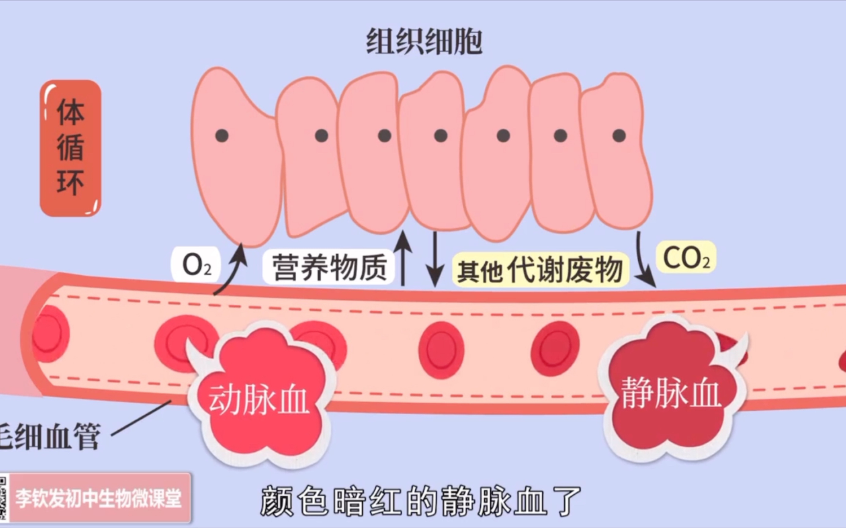 [图]科学拓展知识——体内物质的运输——血液循环系统