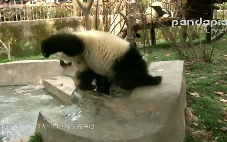 [图]【20170325】和雨化身哥哥和风子，打滚卖萌怼小鸽