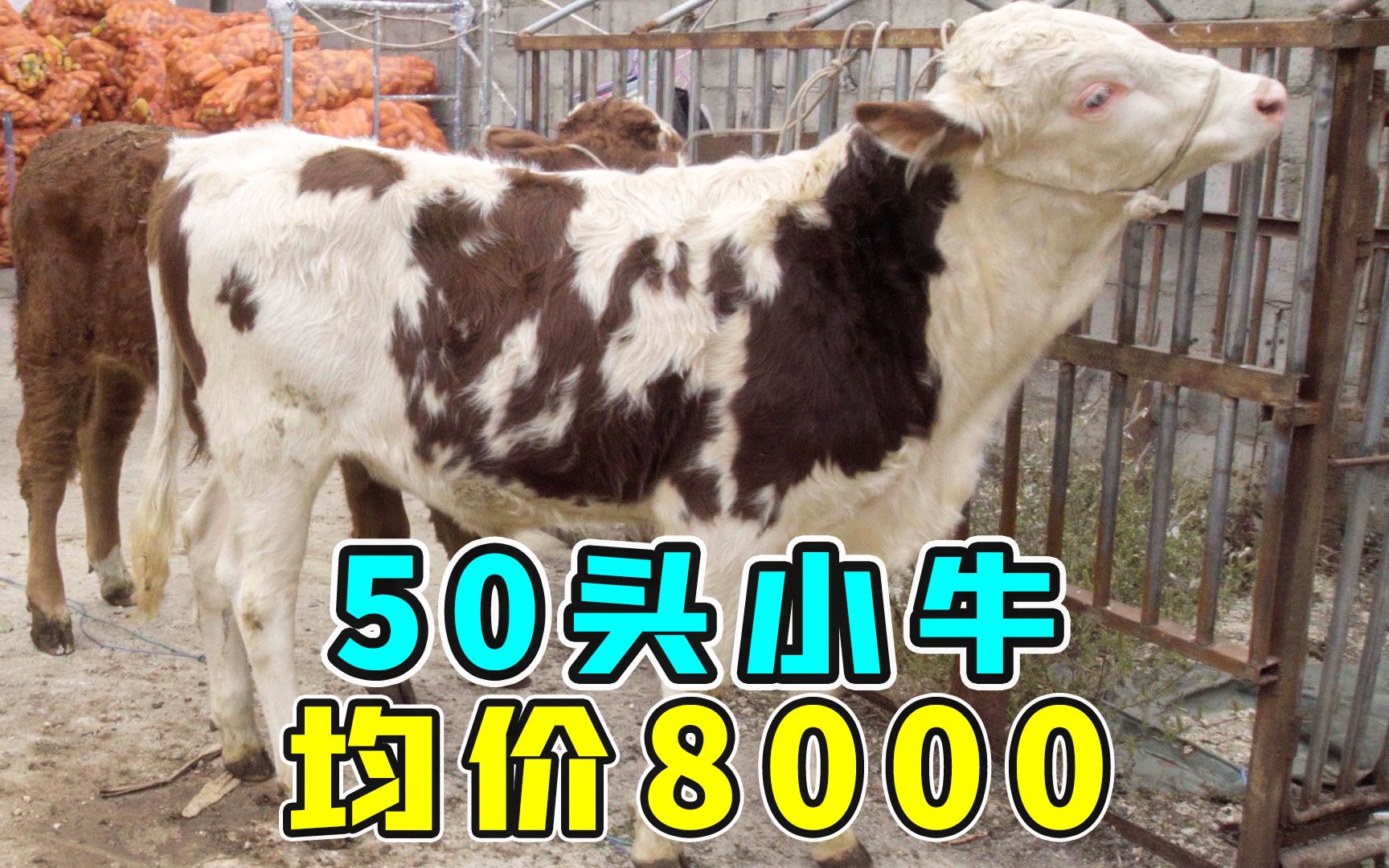 下乡抓50头小西门塔尔公牛,均价8000不到,体型骨架都能长1300斤