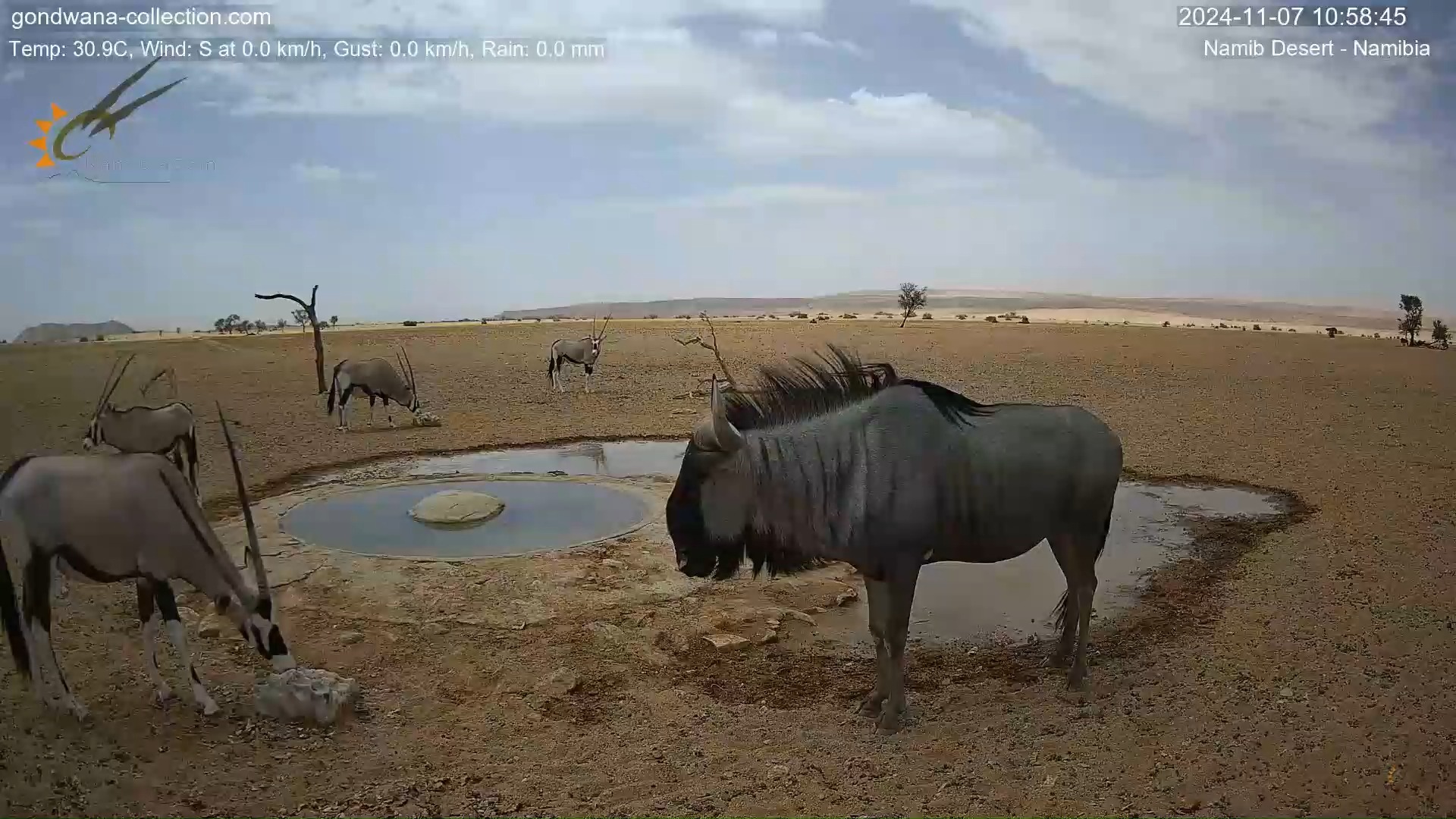 角羚骸地图片