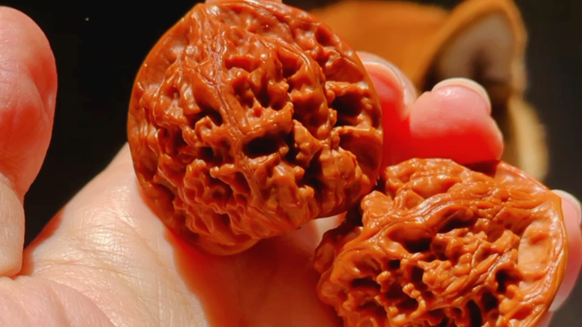 小众核桃 野生大红袍公子帽